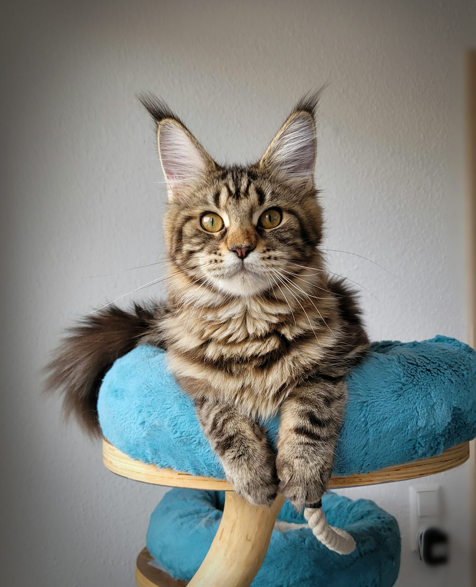 How much are maine coon cats worth ?