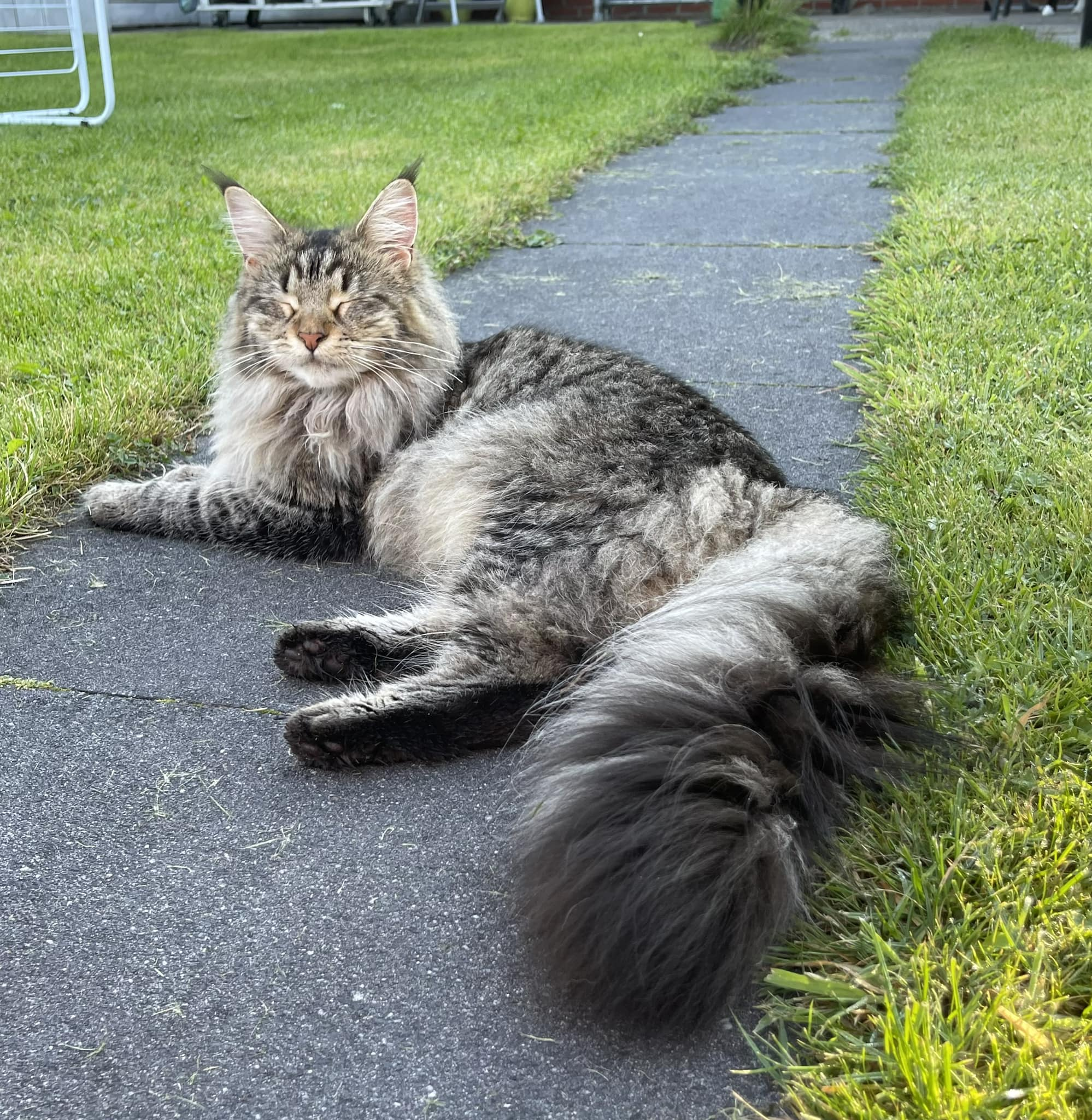 What are the common health issues in Maine Coon cats?