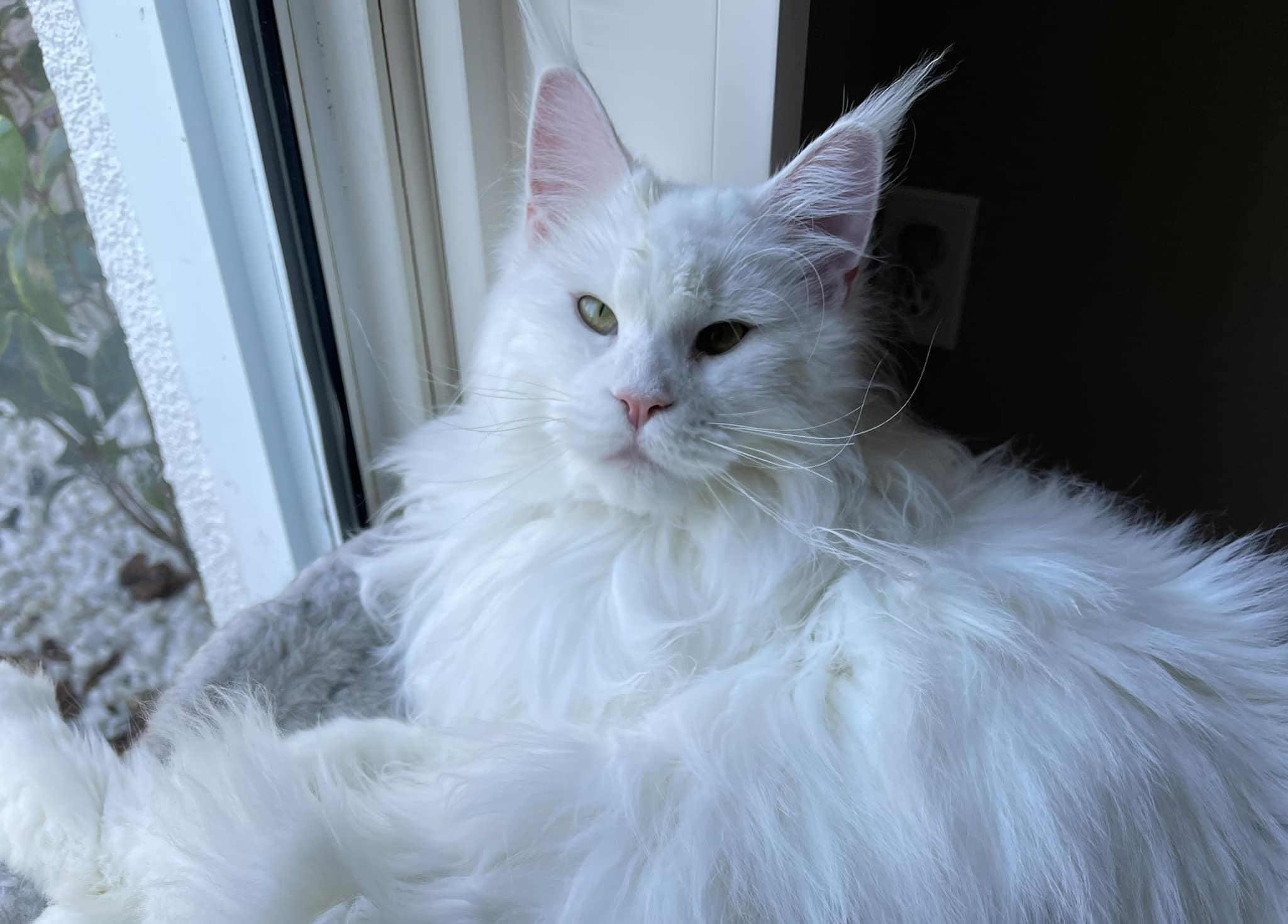 White Maine coon